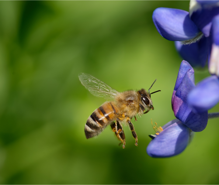 Mason Home Page Header - bee on a flower