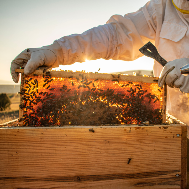 Mason - beekeeper and beehive